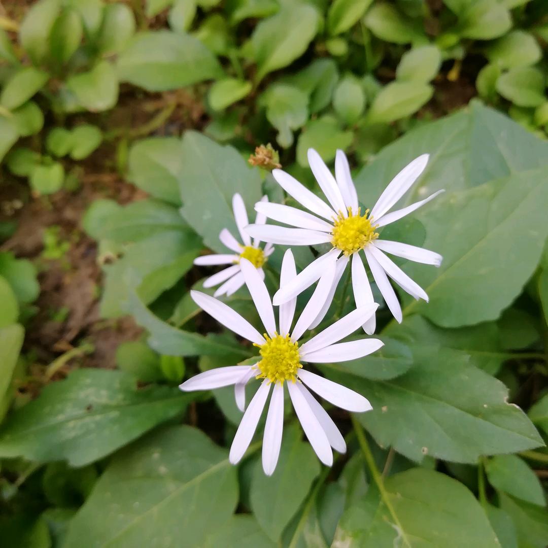 雨荷