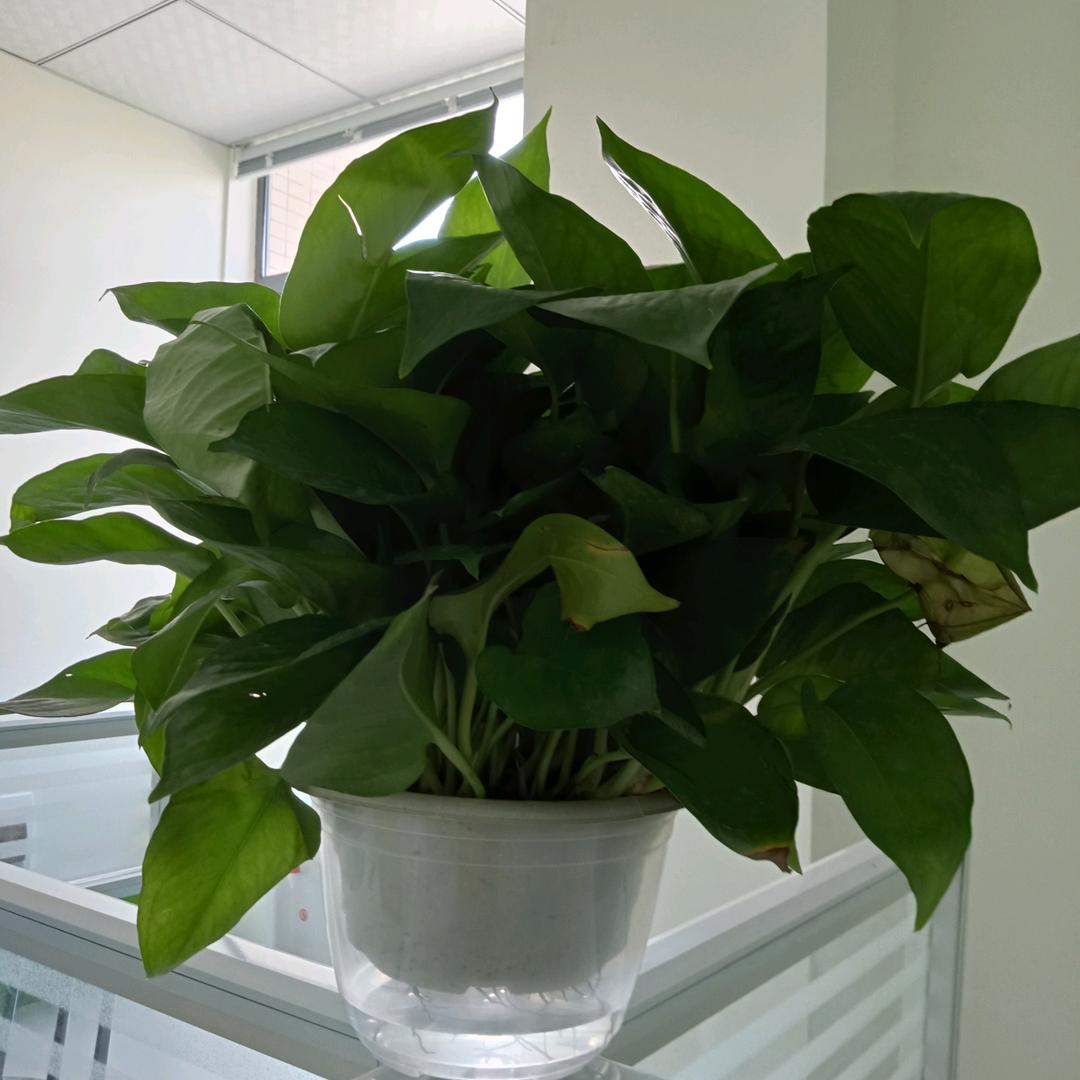 子腾~（六六通）