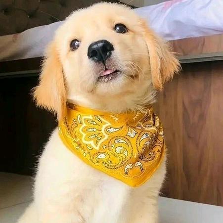 小羊今天你愉快吗