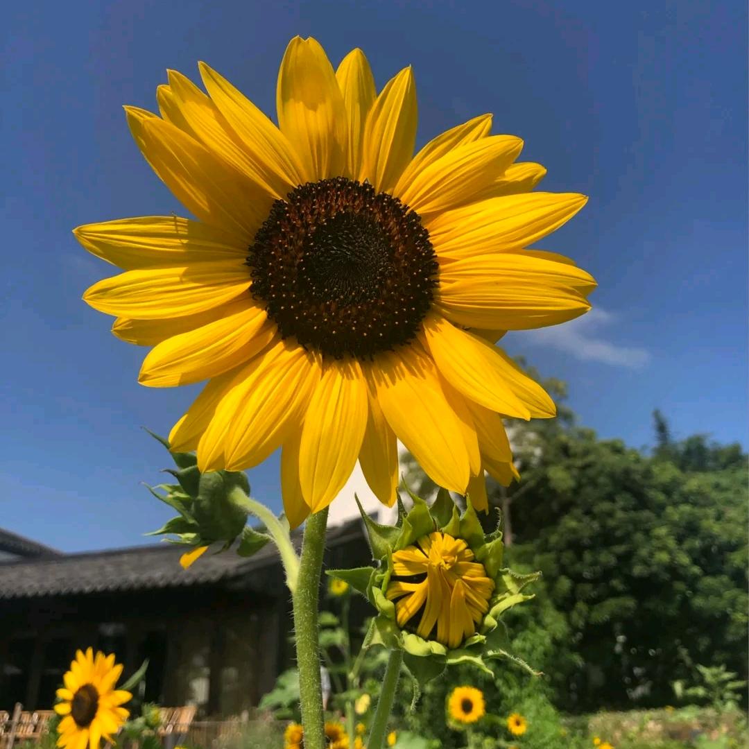 小橙子💫