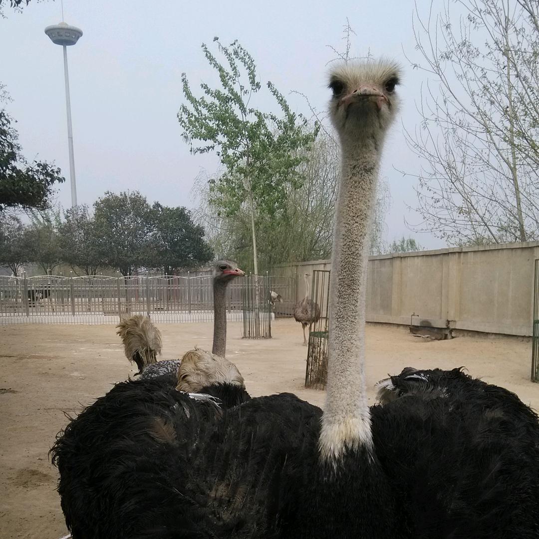 咸鱼二马
