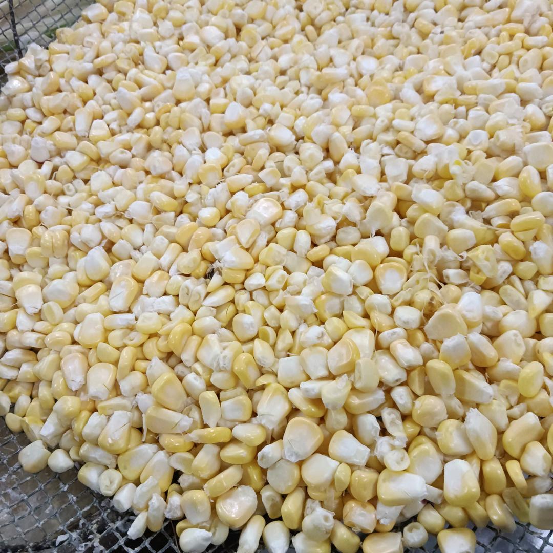 玉米