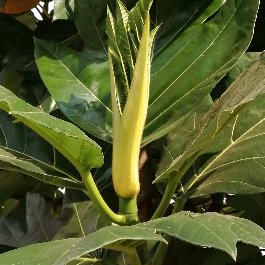 尘土一粒
