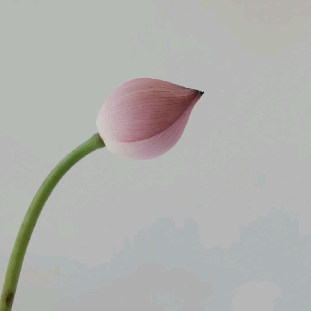 飞上天空的小仙女