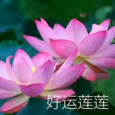花开满园