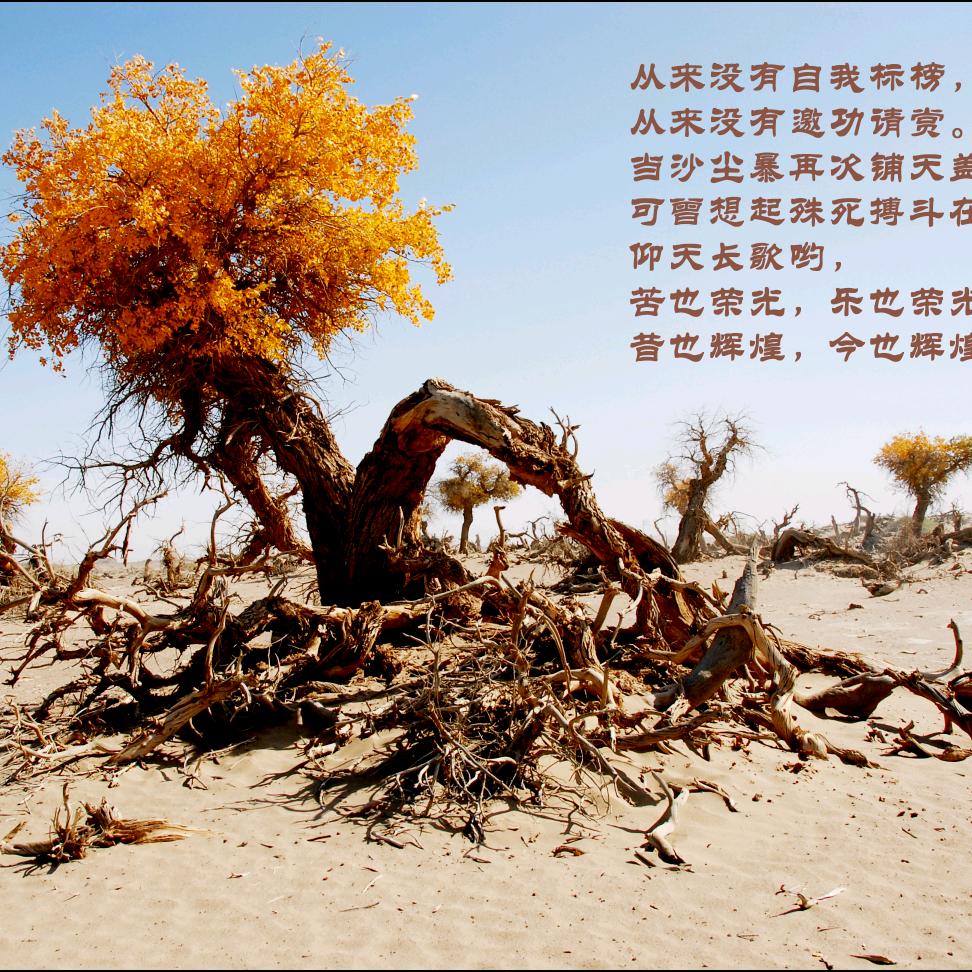 坐山观涛.GG