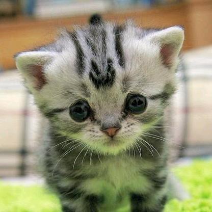 猫儿