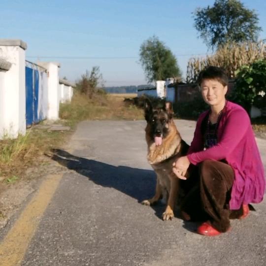 宏姥姥的德牧人生