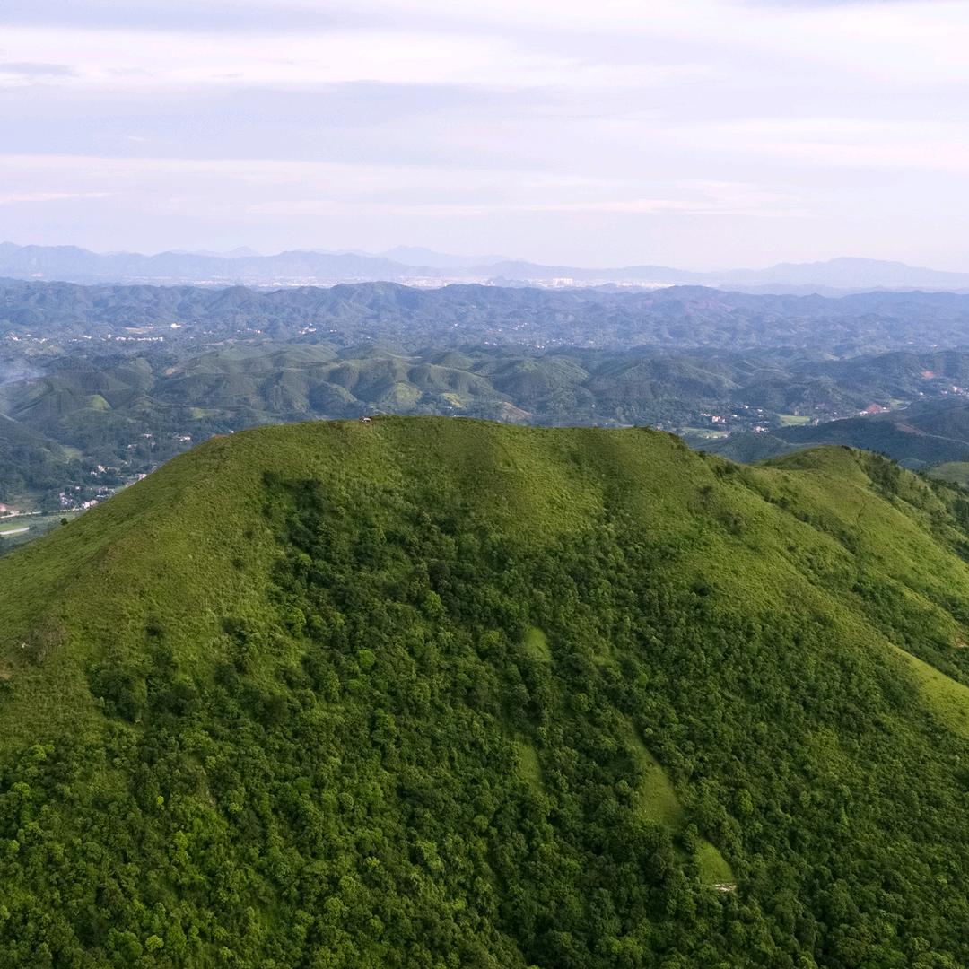 广西横县昌艺茶行