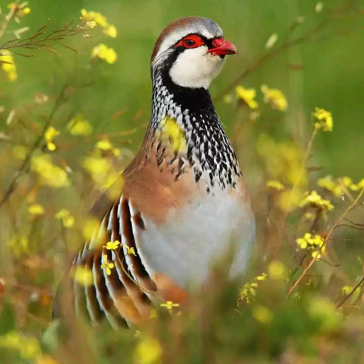 (｀･ω･´)ゞ敬礼っ