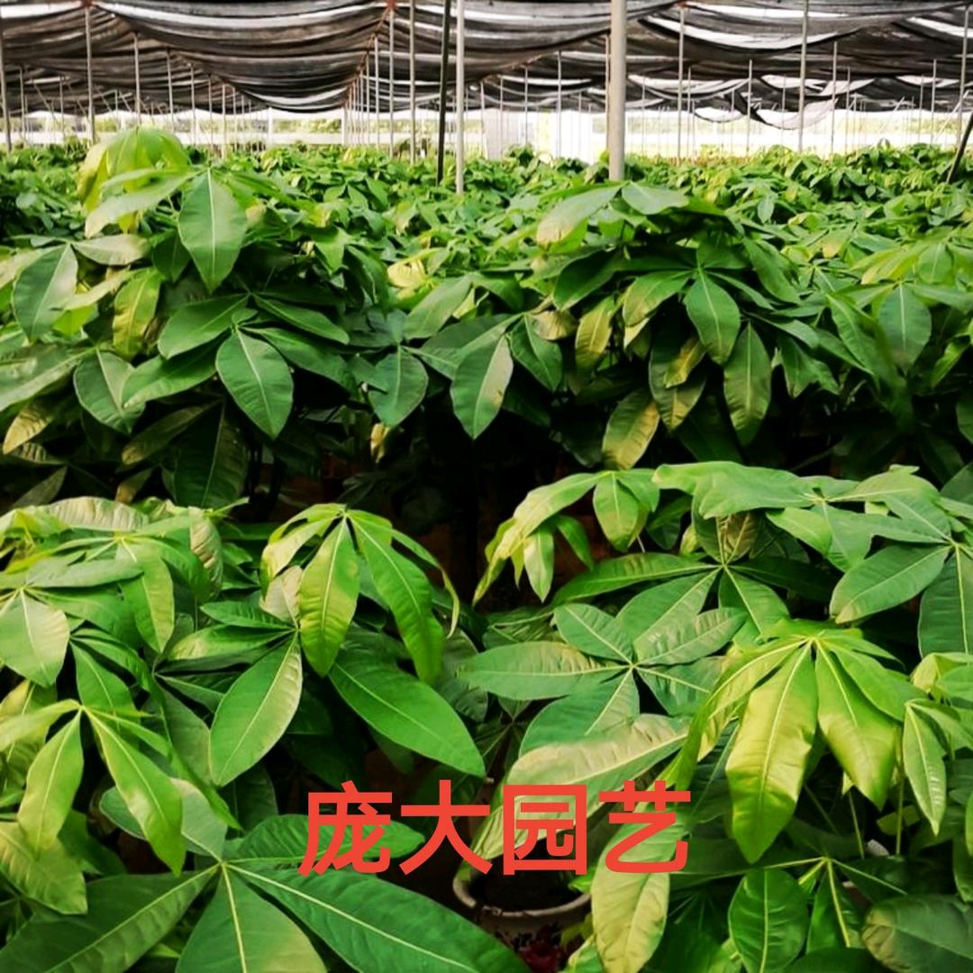 庞大园艺