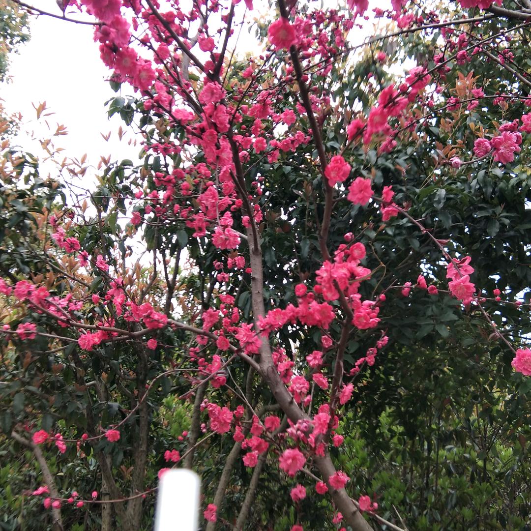 平安