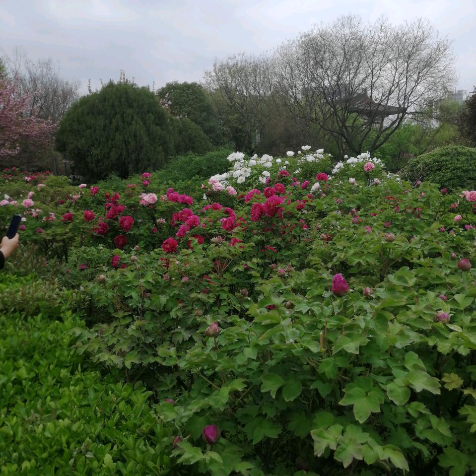 英子（不定时直播）