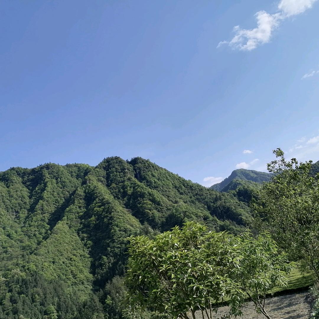 土家勇哥