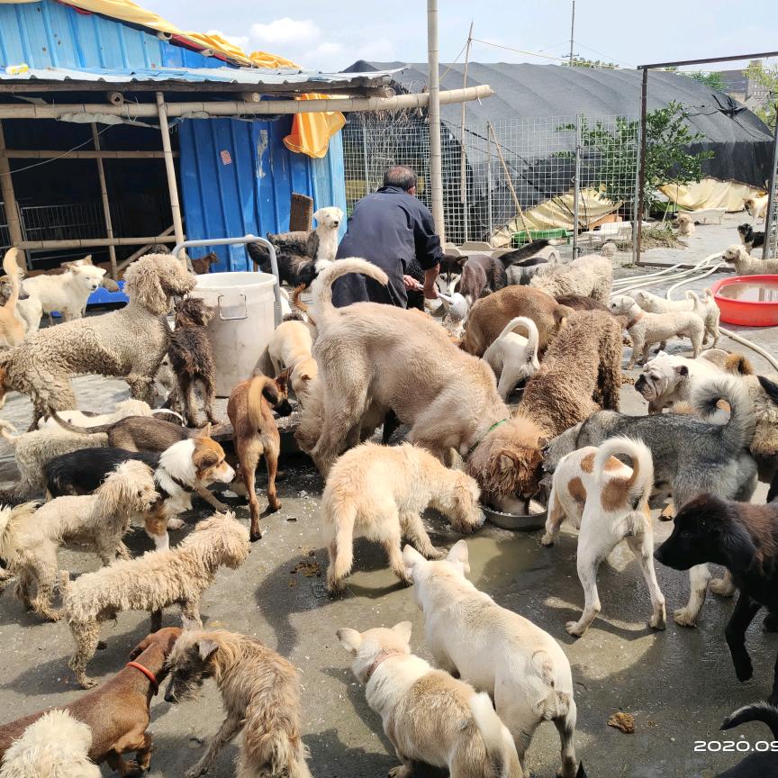 爱伲动物护生园