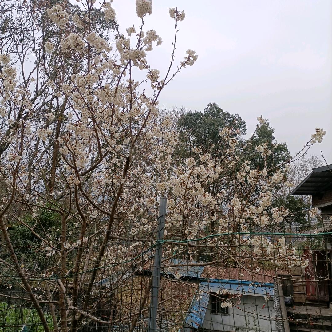 我没有避风的港湾☔️
