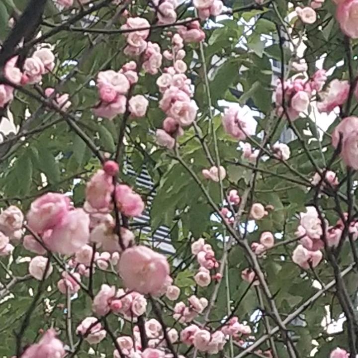 无心竹
