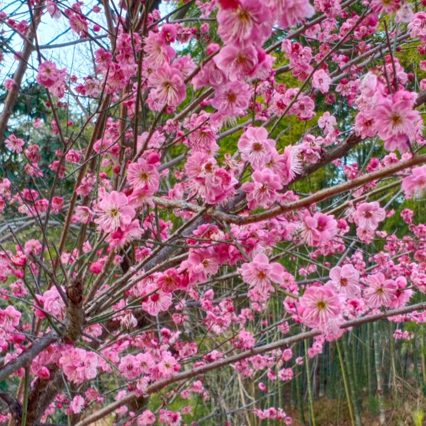 节节高
