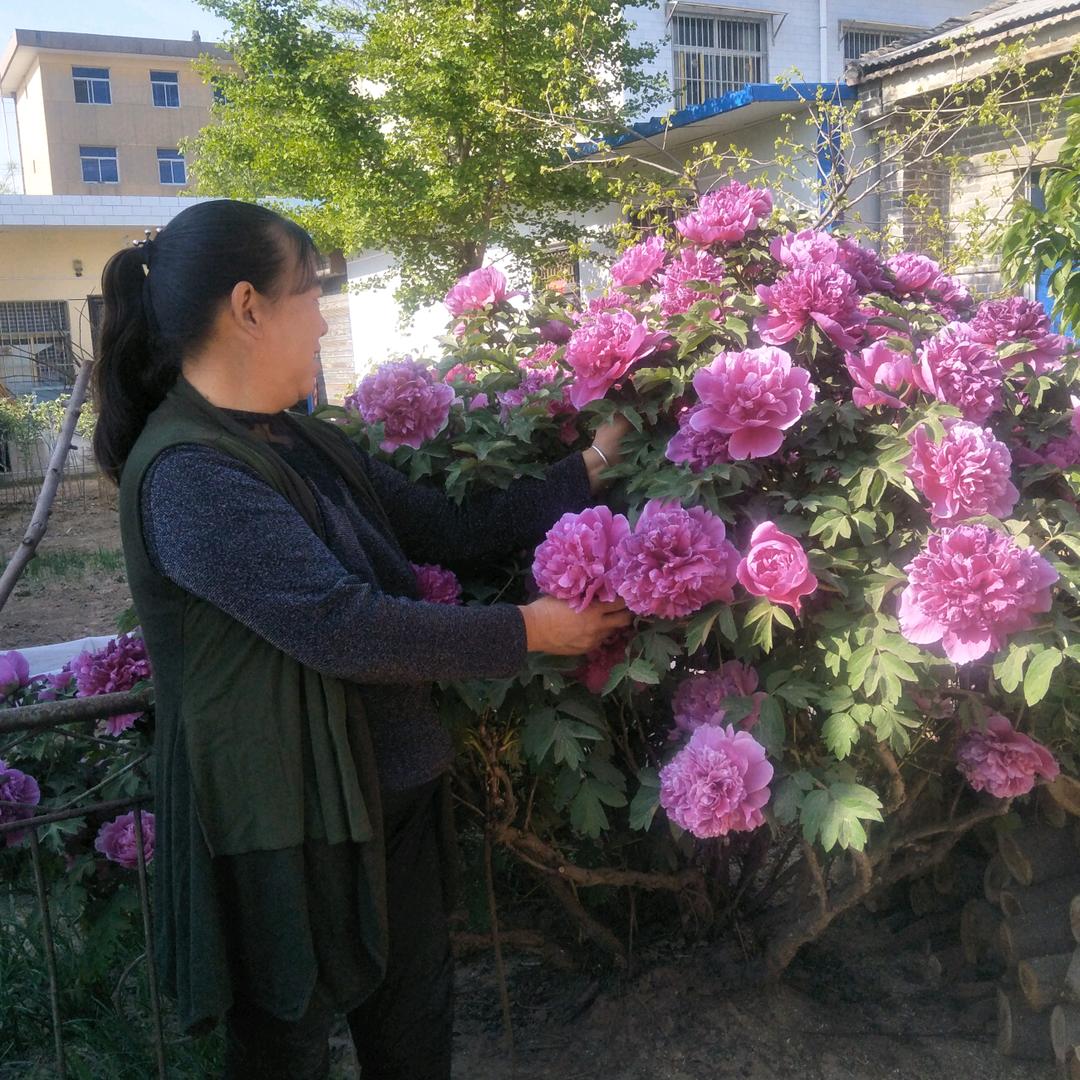 小糖糖的奶奶