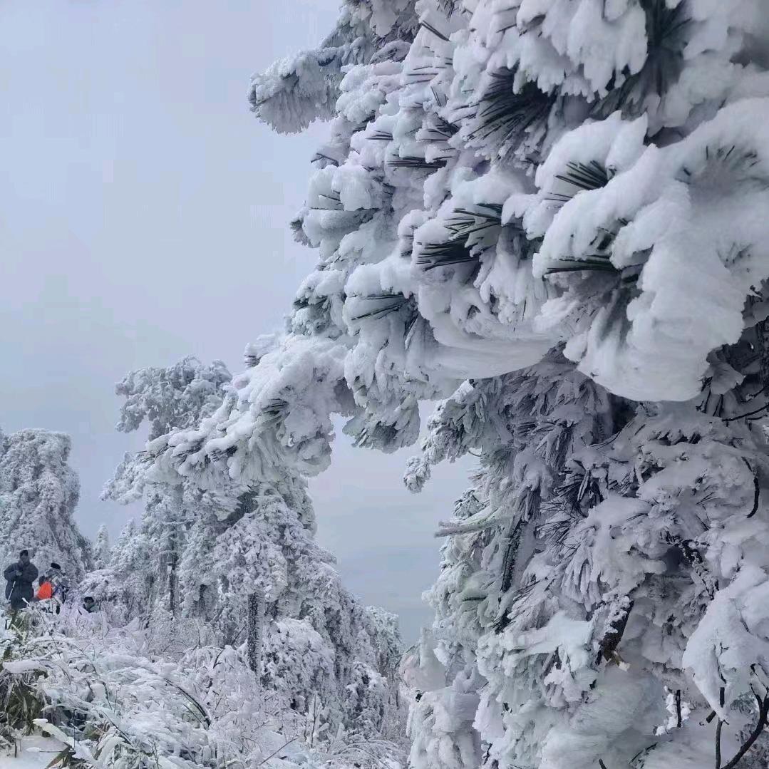 龙哥  分享好物