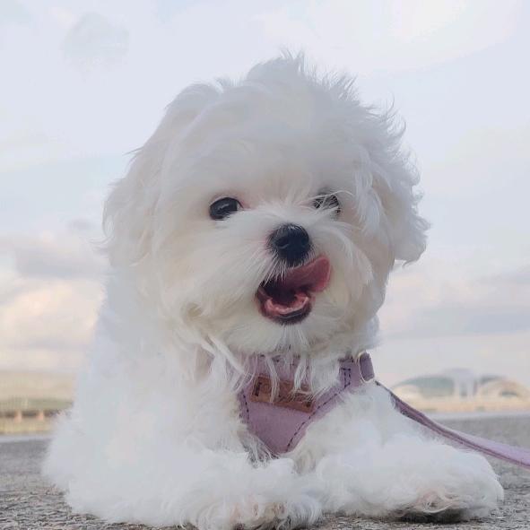 Binky一天天长大