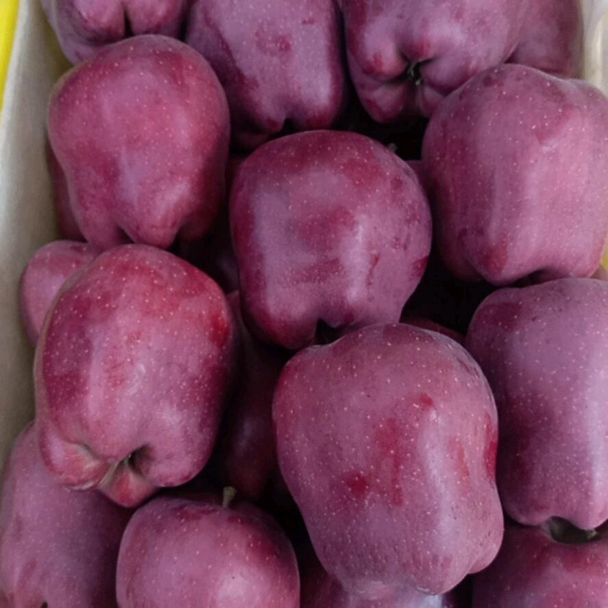 红苹果原产地供应链(东东)