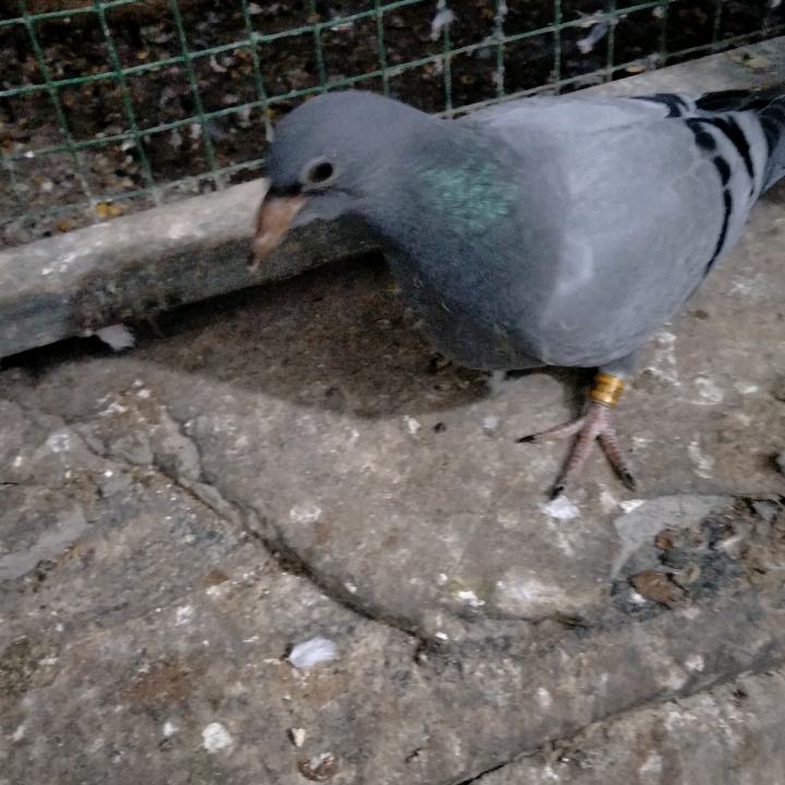 太金