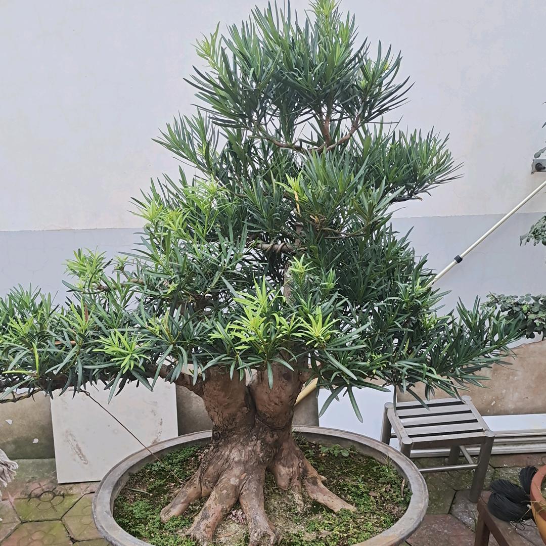 🇨🇳爱运动的华哥