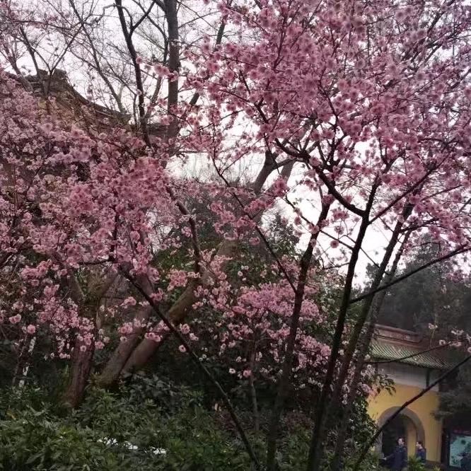 银泰琼