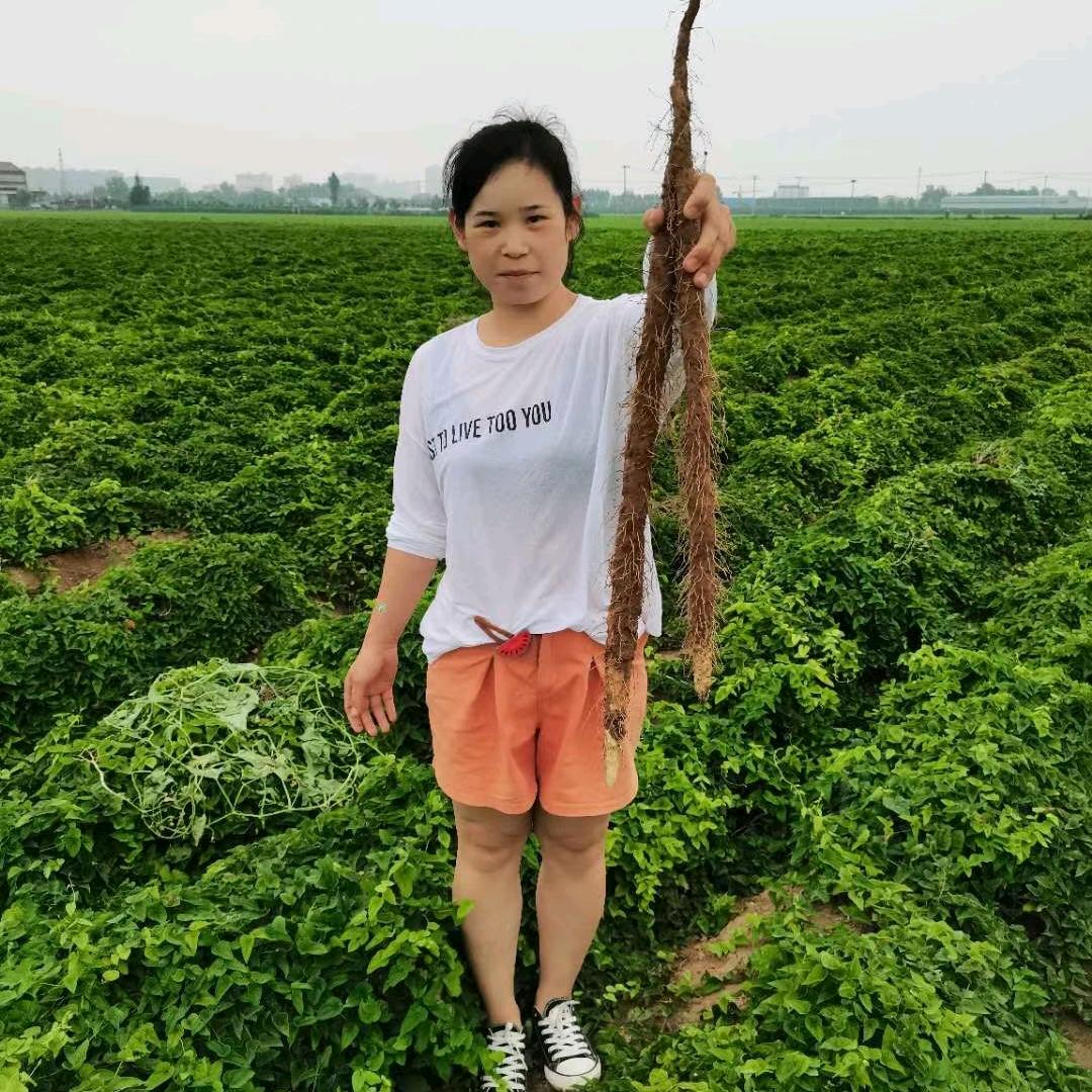 温县小闫垆土铁棍山药