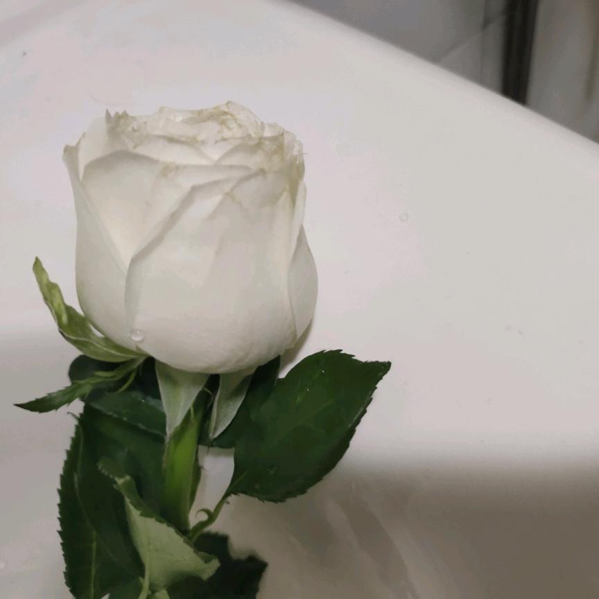 躺平摆烂，放弃挣扎