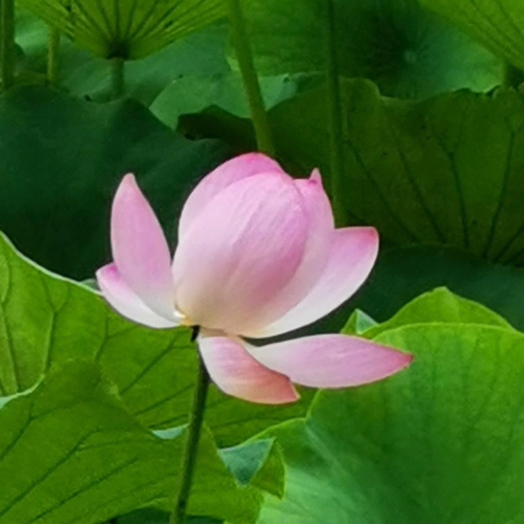 🇨🇳荷塘月色ღ.⁸³⁷