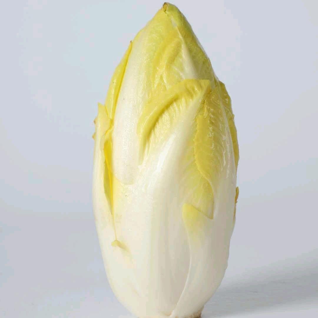 菊苣菜玉兰菜直供店