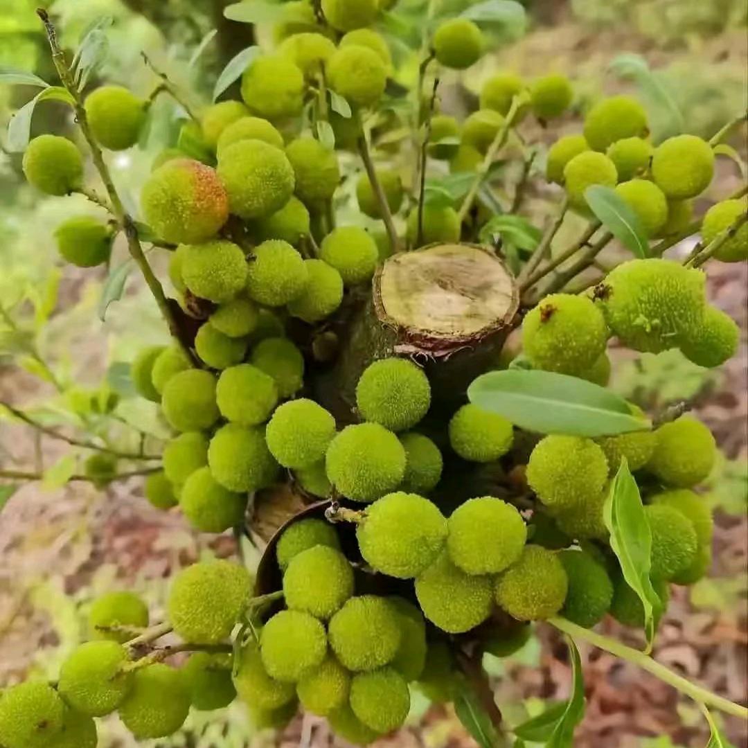 龙华区原味驴庄