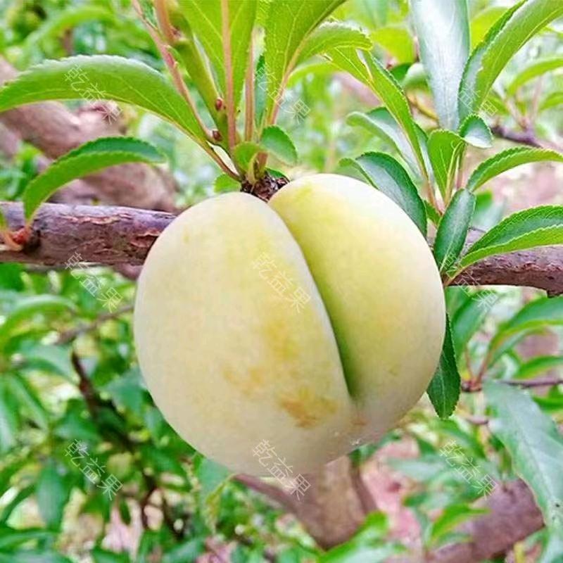 六马蜂糖李培育