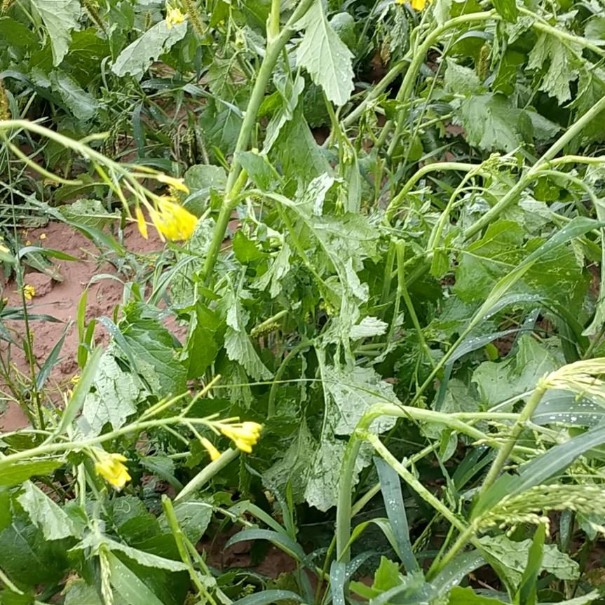 侯哥无人机吊运