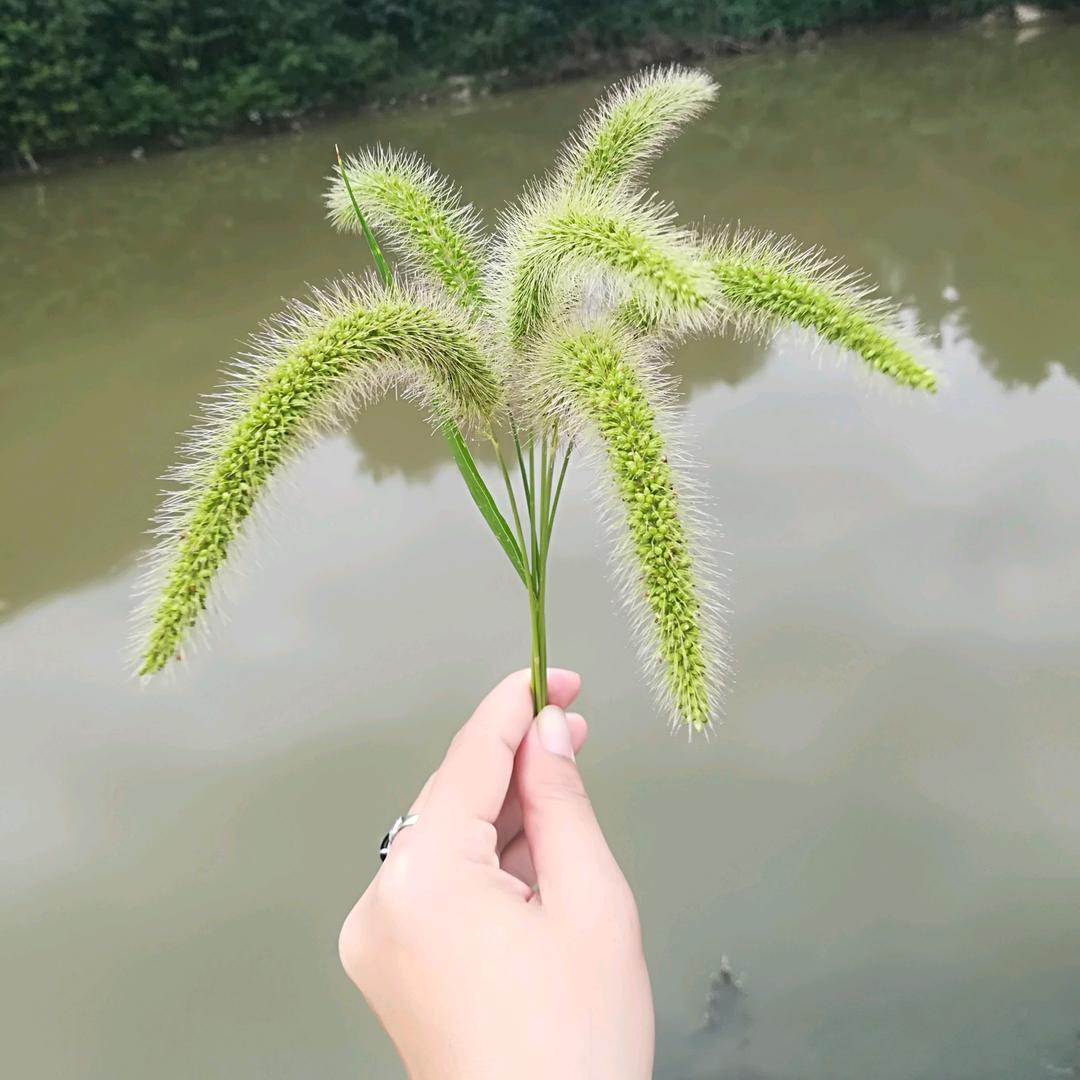 陌颜