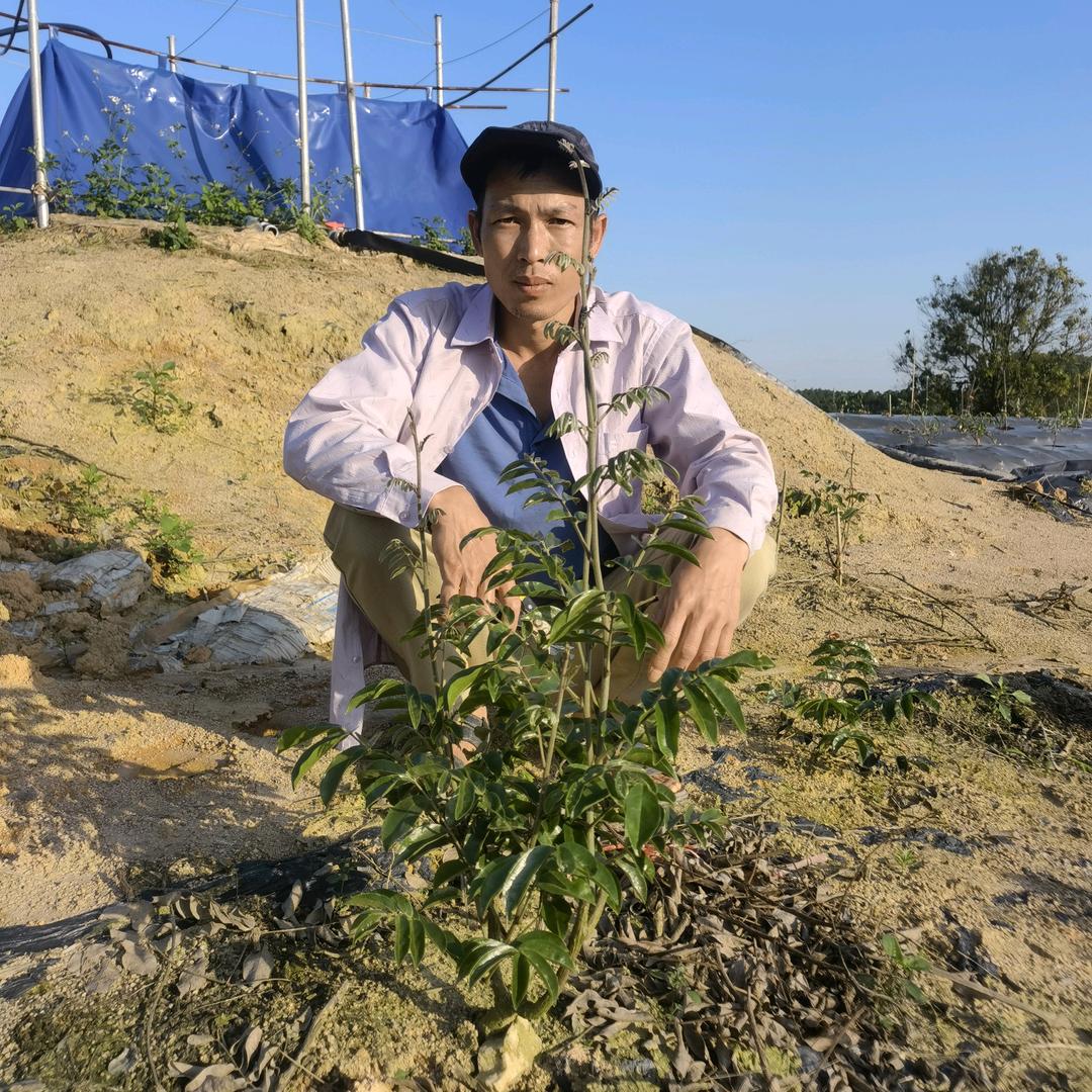 丁家牛大力企业店