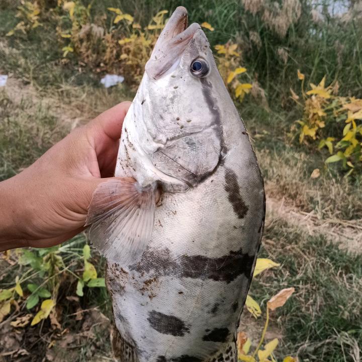 豫东小山羊