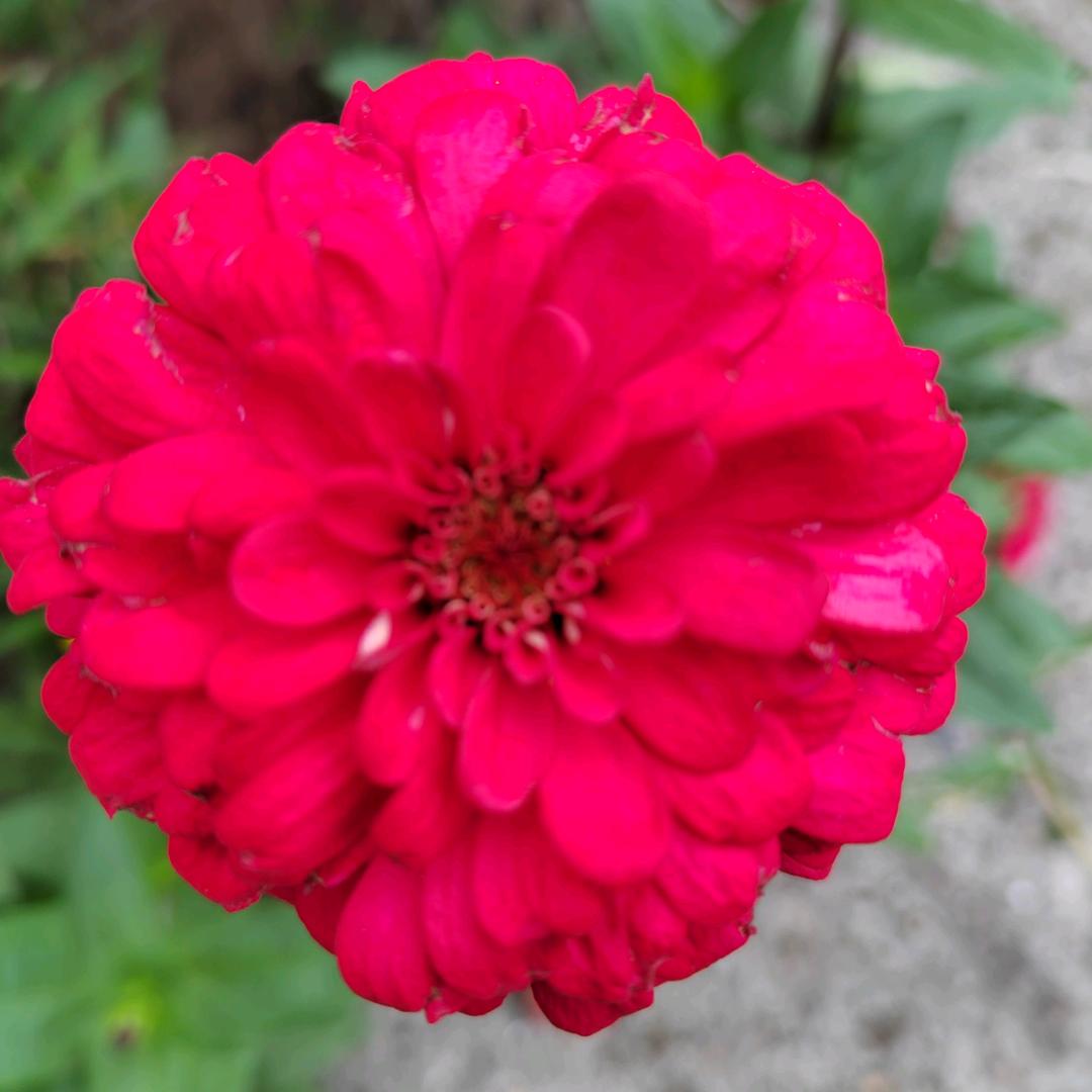 梁菊红