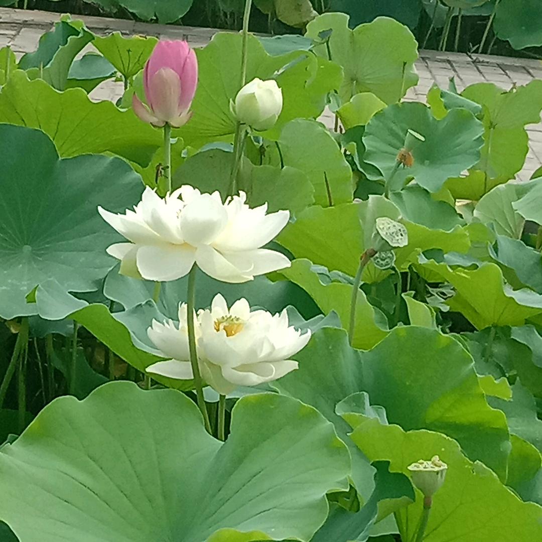 平安顺利