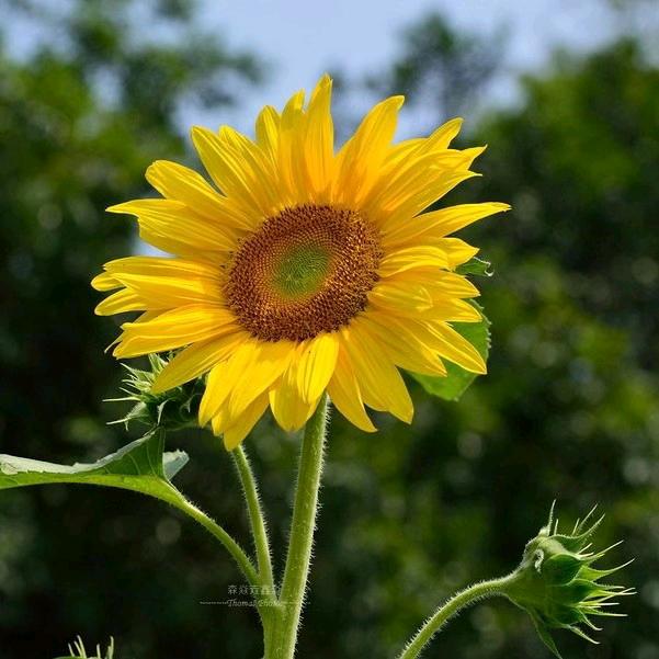 向日葵🌻🌻🌻