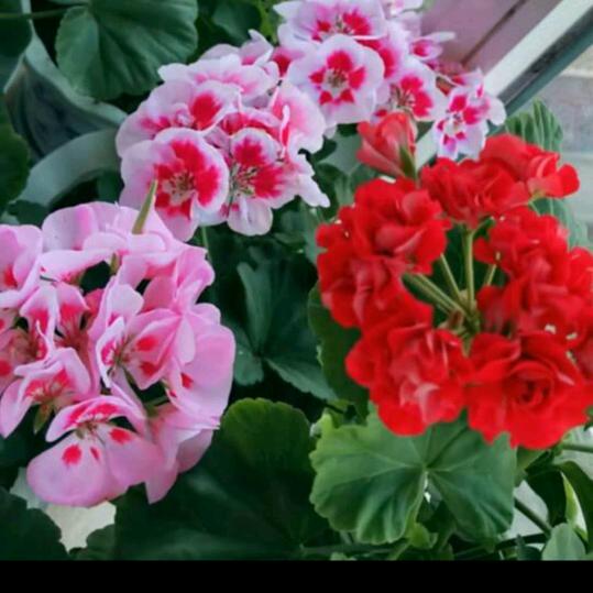 红莉爱花