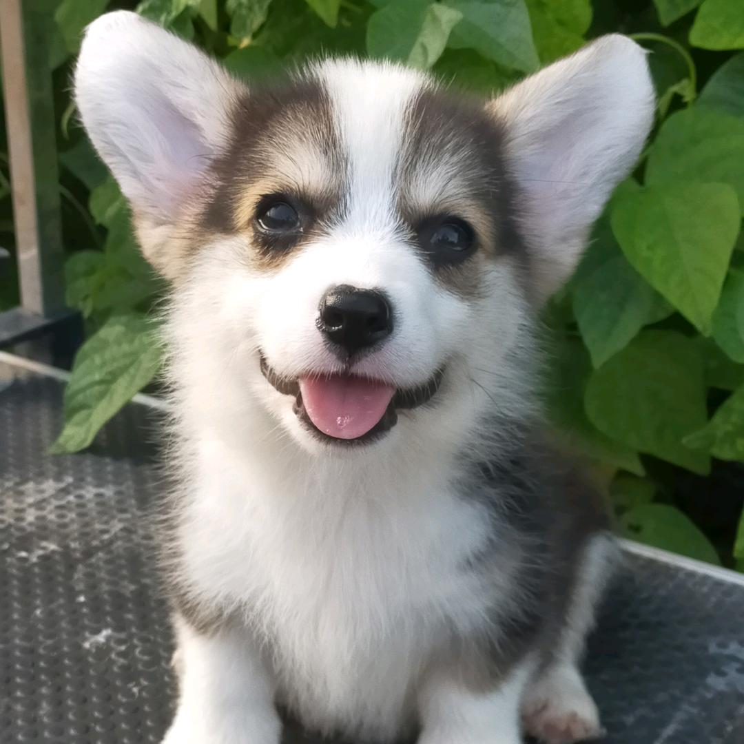 长春传奇柯基犬舍