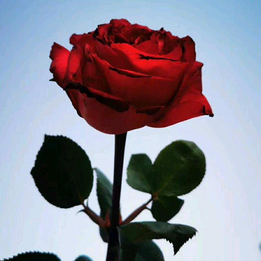 胖妞(拒绝私聊)