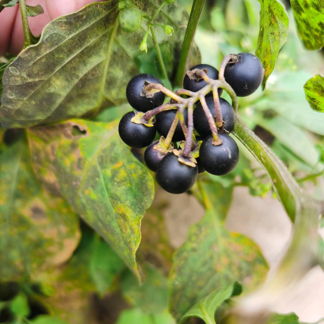 逆风行(●—●)