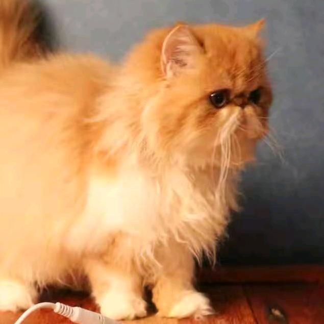 猎杀对决：园长坤坤