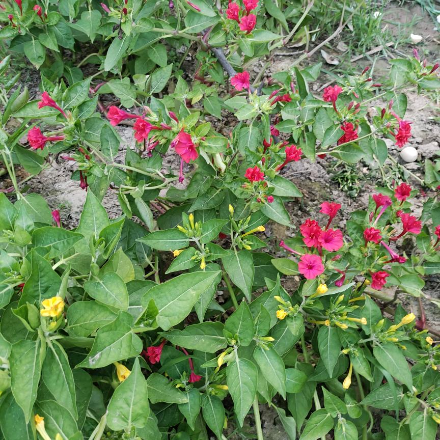 小花生小苹果小辣椒