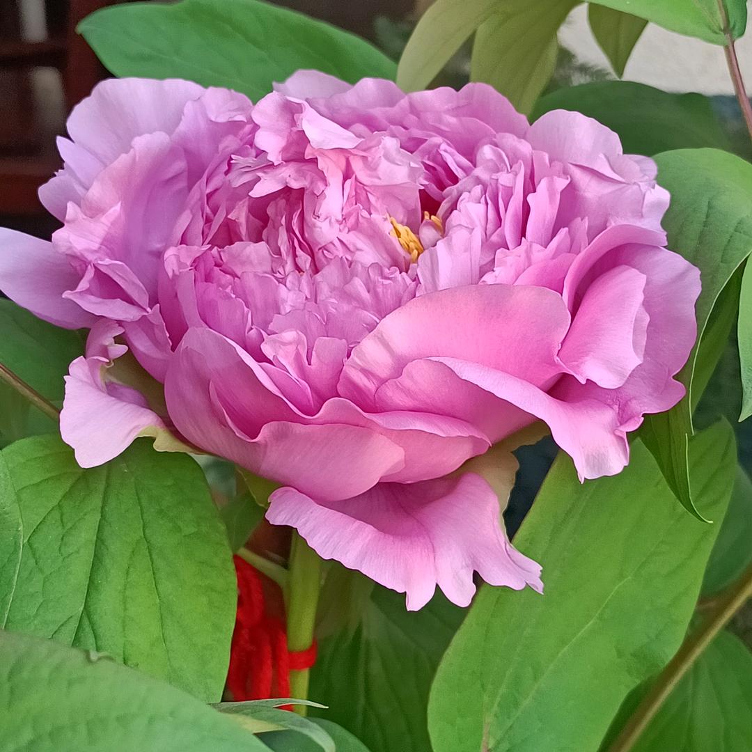 🦋ℒᎭℯ⃝傻💞丫头