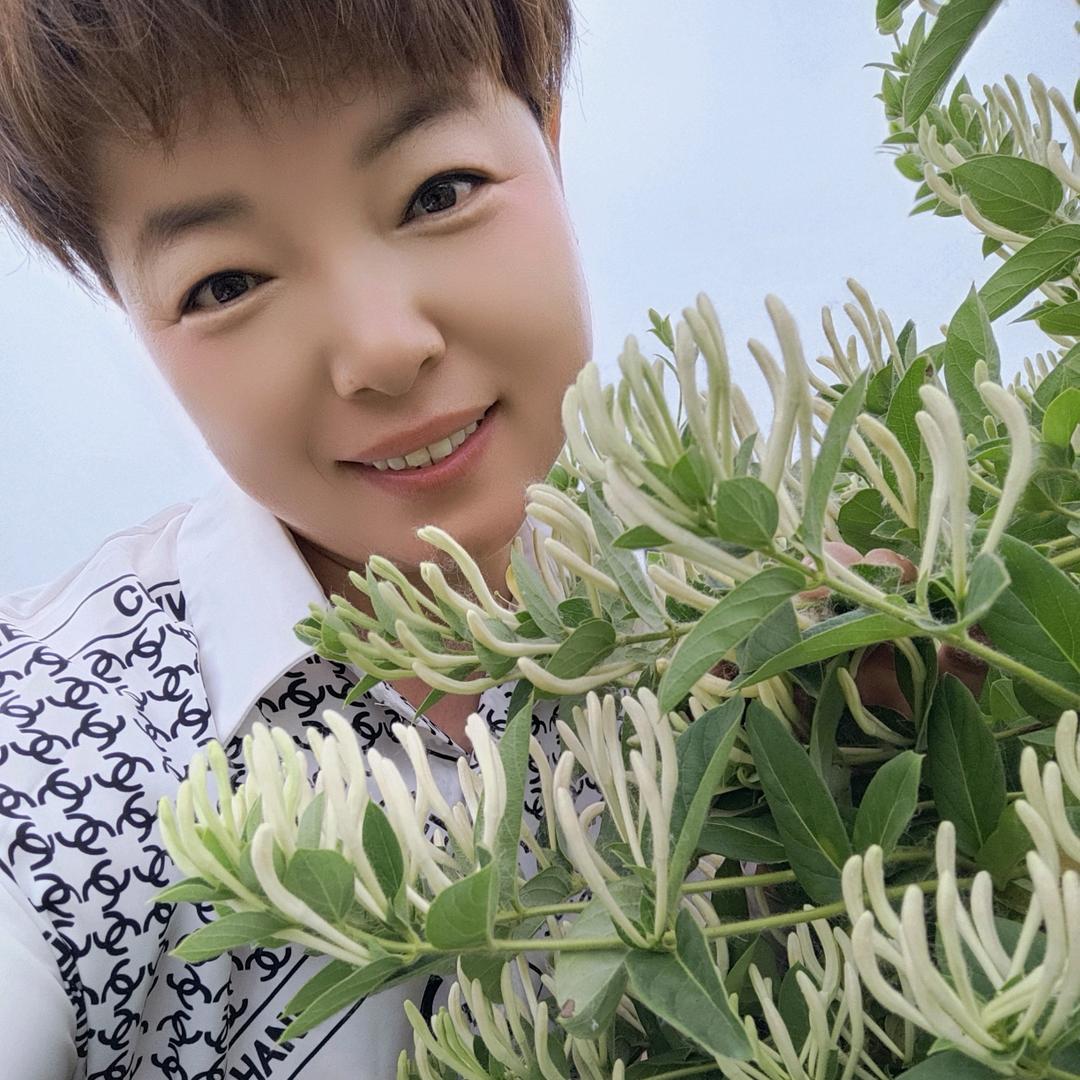 《宋欣》金银花种植，一直在努力的路上